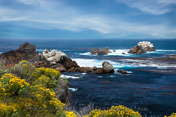 Point Lobos_MG_2220