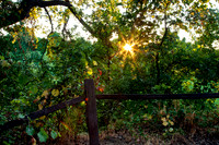 Sacramento River Pathway_MG_5685