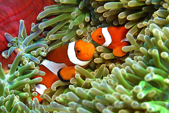 Clown Fish