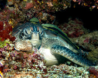 Sea Turtle IMG_1196