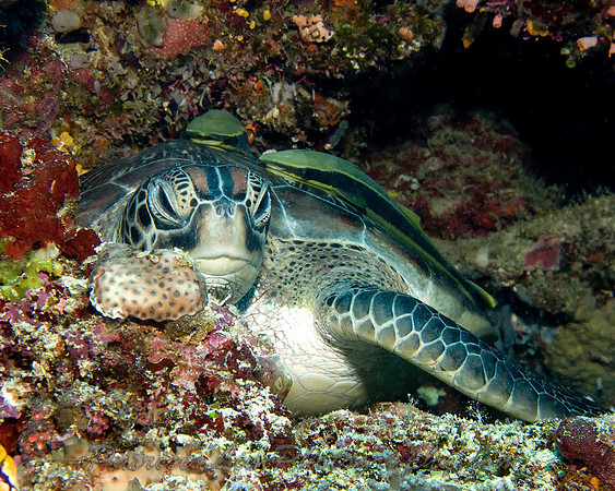 Sea Turtle IMG_1196