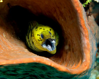 Green Moray in Coral IMG_1796