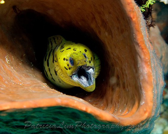 Green Moray in Coral IMG_1796