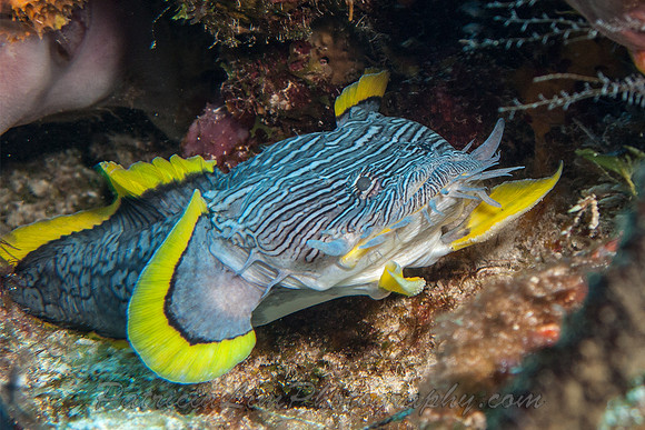 Toad Fish IMG_4629
