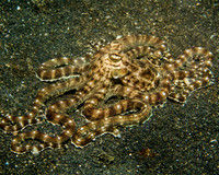 Wonderpus Octopus IMG_0918
