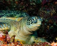 Sea Turtle IMG_1185