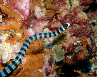 Sea Snake IMG_1599