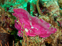 Pink Leaf Fish M0010749