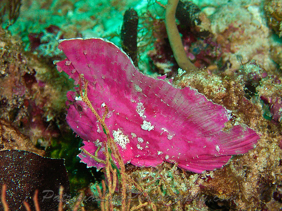 Pink Leaf Fish M0010749