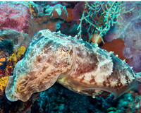 Cuttlefish IMG_1506