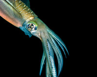Squid IMG_0559