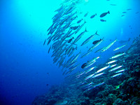 Barracuda M0010882