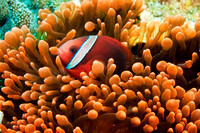 Tomato Clownfish IMG_5070