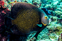 French Angelfish IMG_4580