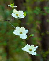 Dogwoods_MG_4331