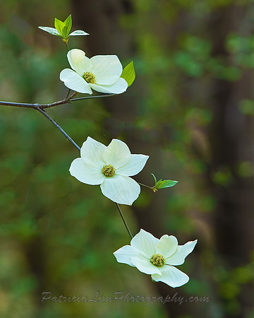 Dogwoods_MG_4331