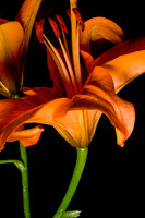 Orange Lilly3_190920