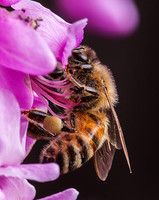 Flowers and Bugs