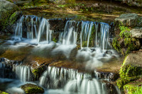 Fern Springs_MG_2592