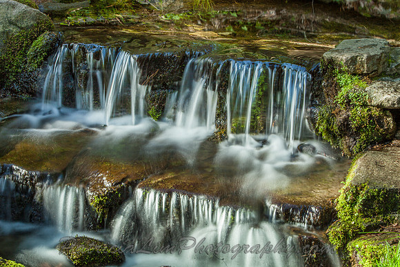 Fern Springs_MG_2592