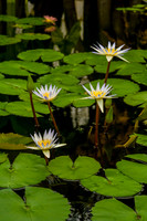 Pond Lillies_MG_0048
