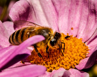 Honey Bee on the Echinasia 08