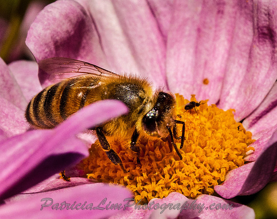 Honey Bee on the Echinasia 08