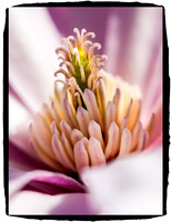 Flower_MG_9405
