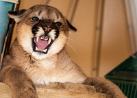 _Mountain Lion MG_3076