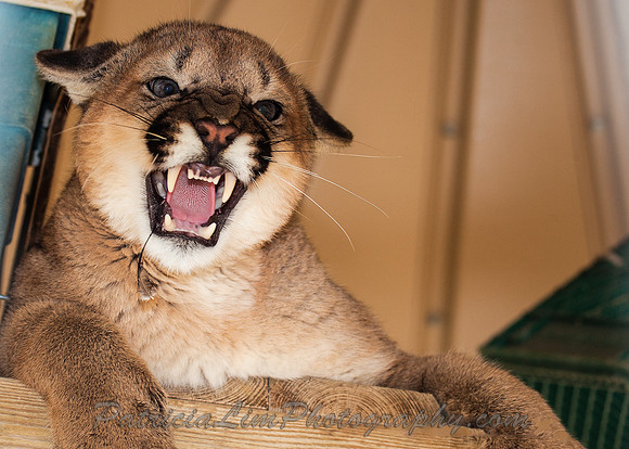 _Mountain Lion MG_3076