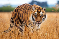 Wildlife