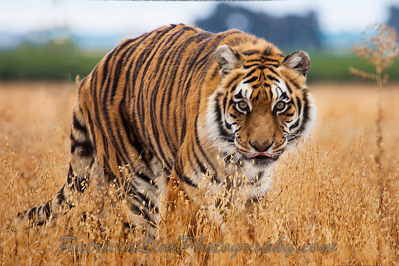Tiger_MG_3220