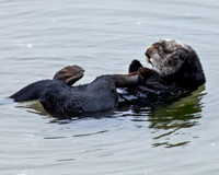 Sea Otter_MG_3701