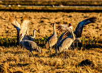 _Sandhill Cranes MG_5975