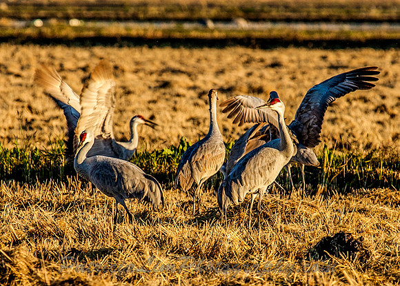 _Sandhill Cranes MG_5975