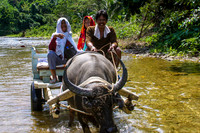 Water Buffalo Cart Philipines IMG_6128