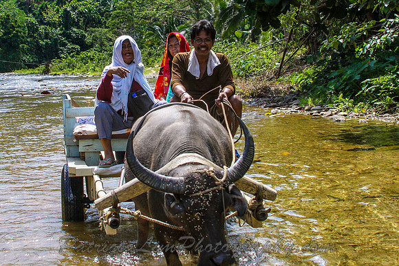 Water Buffalo Cart Philipines IMG_6128