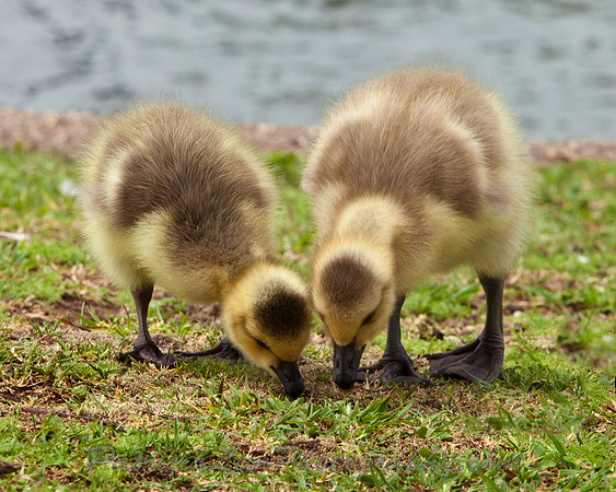 Baby Geese_MG_0996