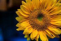 Sunflower_MG_4836