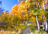 Fall Colors,Tahoe Visitors Center