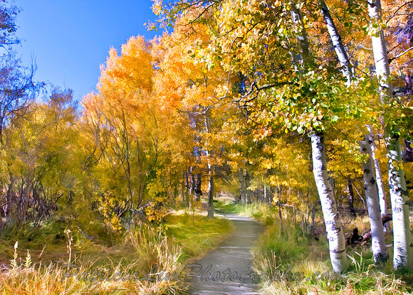 Fall Colors,Tahoe Visitors Center