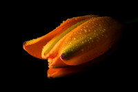 Orange Lilly Bud _MG_6116