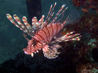 lionfish