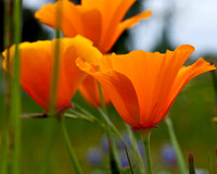 California Poppies_MG_1192