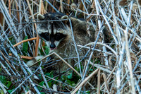 Racoon_MG_8243