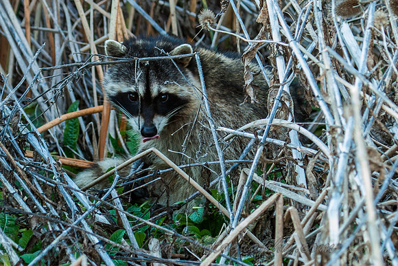 Racoon_MG_8243