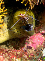 Moray Eel Cleaning Station