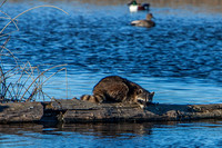 Racoon looking at himself in the water_MG_8881