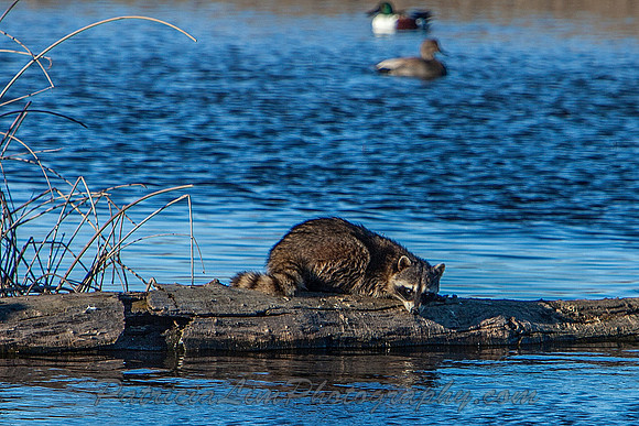 Racoon looking at himself in the water_MG_8881