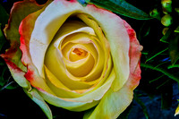 Yellow Rose_MG_5022